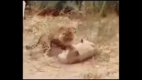 Crocodiles Attacks Dog |Pitbull vs mountain lion| strange Animal Attacks