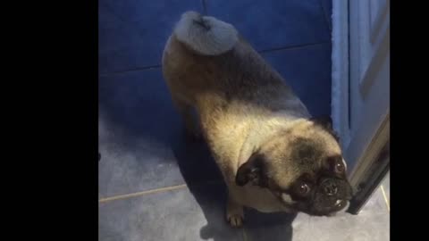 Disappointed pug refuses to go out into snow