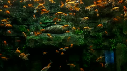 Beautiful fish runing in the river
