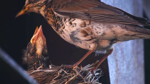 TOUCHABLE BIRD MOTHER WITH BABY BIRD !!!