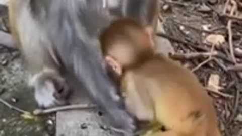 The mother monkey eats a cake stuffed with chocolate and does not want to give