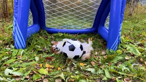Pets playing football Soccer song by Tefi and Baksi
