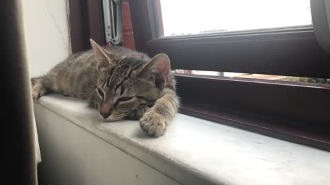 Kitten lying on the windowsill