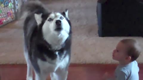 Baby Being Imitated by The Huskie