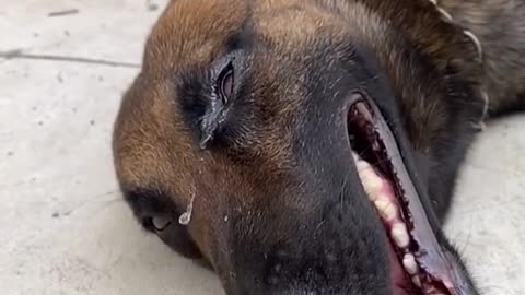 Dog Intelligent - Dog Save #shorts #dogsave#funny animal video