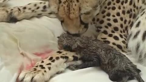 Cheetah giving birth with human assistance