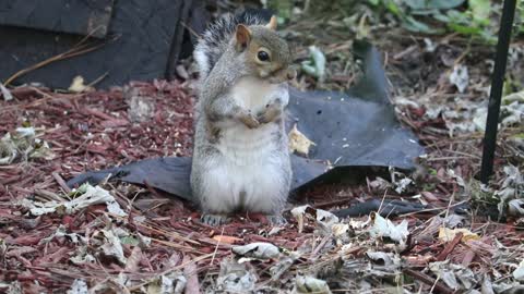 hungry squirrel