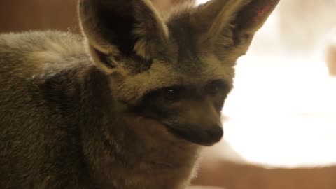 A bat eared fox in the zoo