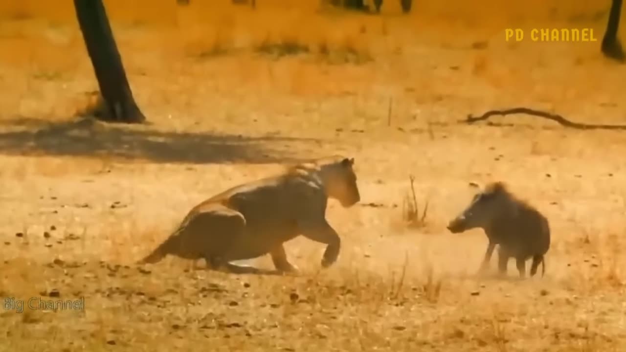 Tiger Attacks Warthog Babies: A Dramatic Wildlife Encounter