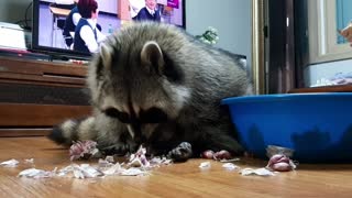 Raccoon is peeling garlic with delicate touch to help his mom.