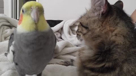 cute cockatiel singing and talking to the cat so cute