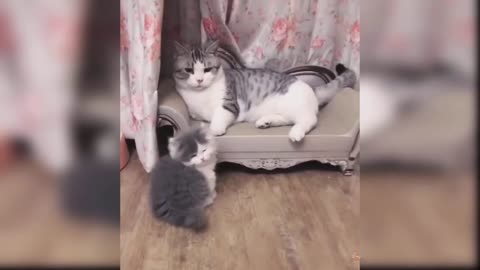 Cute cat reaction