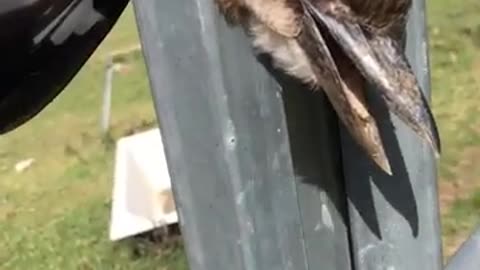 Amazing woman rescue kookaburra from face