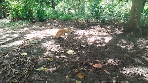 Cats versus a serpent the speed of a cat's hand is remarkable