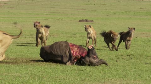 Lion Battles Hyenas for Meal