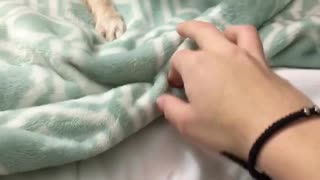 Small tan dog plays with owners hand and growls on green blanket