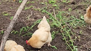 OMC! Silly chicken lays in the dirt pecking stuff and relaxing with friends!