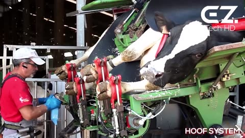 See how this cow machine works. Incredible farm