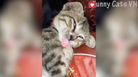 Funny cats moments caught on camera