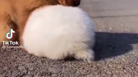 See how the bunny bounces the dog while he is asleep