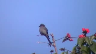 Ashy Drango bird video