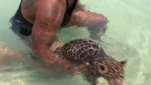 cheetah first time swiming
