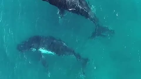 An unforgettable encounter with two curious humpback whales