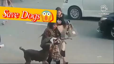 Pakistani lady saved small puppy dog from road traffic|| Dog Save life on road||