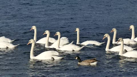 Beautiful swans swim on the lake