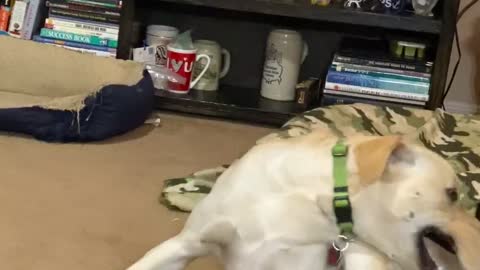 Watch what happens at the end!!! Crazy pup