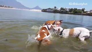 Three dogs hold ball in water and try to wrestle it from each other
