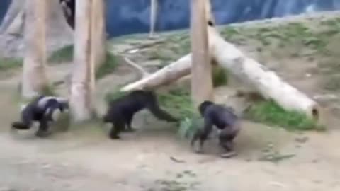 Gorilla Fight Funny monkeys fighting in zoo