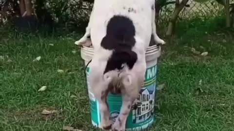 Funny Dog 🐕🐕 video most watch