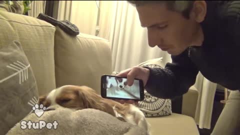 Dog's snore can be Awesome ringtone ^^!