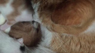 Mother Cat Snuggling With Her Newborn Kittens