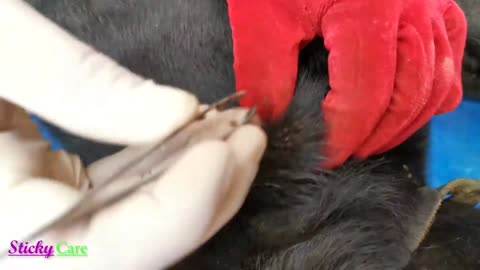 Removing All Ticks From Dog - Dog Ticks Removing Clip - Ticks Removal Videos EP 06