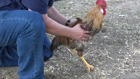 How To Make A Mean Rooster Nice!