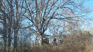 Reclaiming and saving a giant oak tree!