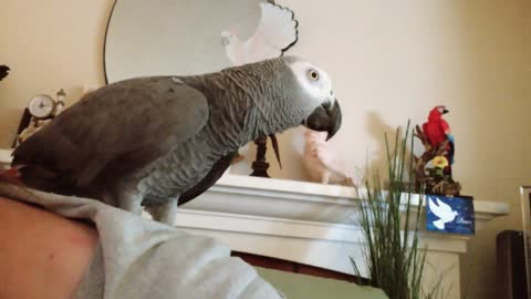 African Grey Parrot lets loose array of hilarious noises