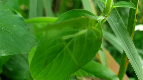 Close up macro shot of a tropical garden green grasshopperon a leaf.