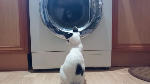 Reaction of cute kittens to washing clothes by washing machine