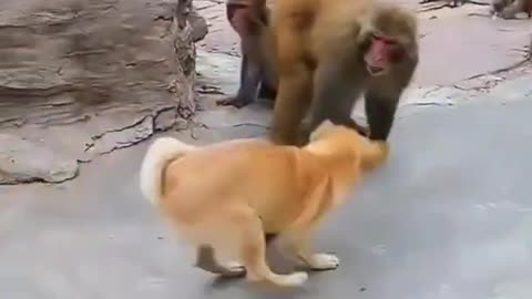 Monkeys Vs Dog Interesting Conversation💭💬🗯#Shorts #reels #funny dogs #Funny Video #rumble