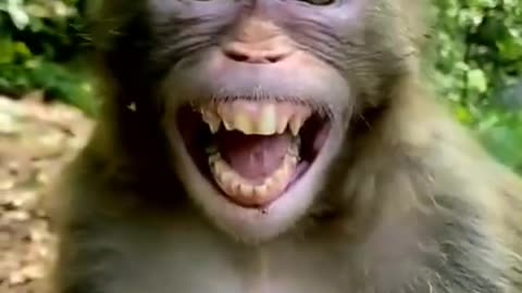 Laughing Monkey 🐒 | fanny monkey | #fanny