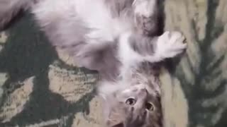 Cute playful cat