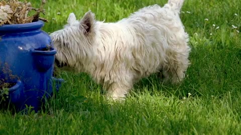 West Highland White Terrier Walking on Lawn Grass