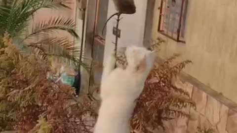 Funny animals 😂 funny animals dancing