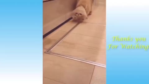 FUNNY DOGS AND CATS