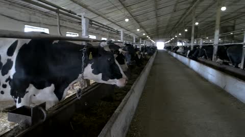 Cows in stall. Animals are chewing. Best feeds for healthy livestock