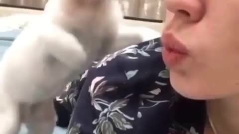 Cat funny video part-17