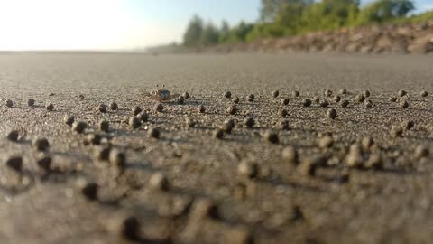 Little Crab Walking at the Beach